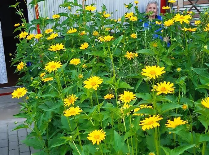 Rideg アパート ヘーヴィーズ